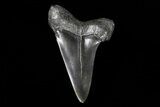 Fossil Mako Shark Tooth - Georgia #75038-1